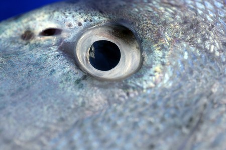 Denton, Mediterranean sparus fish, family of gilthead and snapperの写真素材