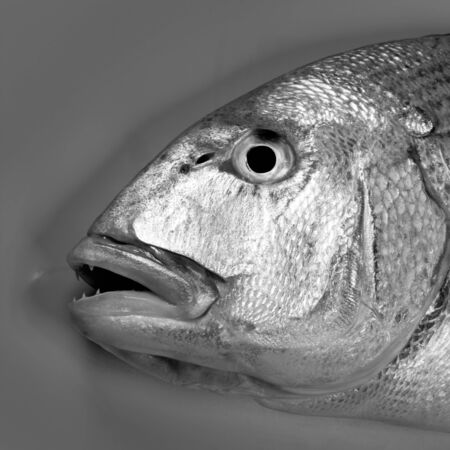 Denton, Mediterranean sparus fish, family of gilthead and snapperの写真素材