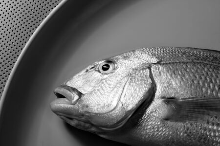 Denton, Mediterranean sparus fish, family of gilthead and snapperの写真素材