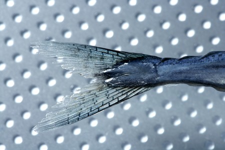little needle fish tail, uncooked macro studio shotの写真素材