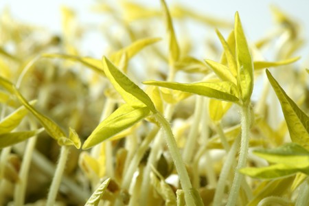 Soy bean outbreak. Life growing from soya seed, embryoの写真素材