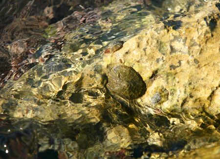 Marine rock texture detail on docks, barnacle