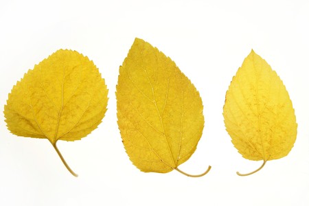 Autumn, fall leaves decorative still at studio white background, using the transparency