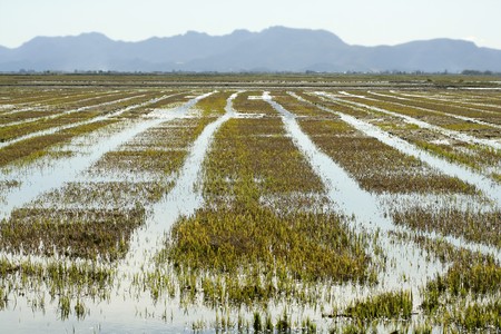 Growing rice fields in Spain. Sun water reflexionの写真素材