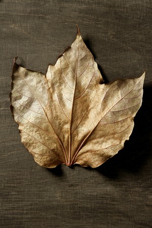 Autumn leaf in warm dark background and , low key imageの写真素材
