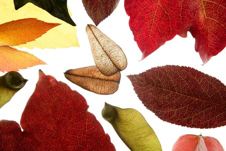 Autumn, fall leaves decorative still at studio white background, using the transparency