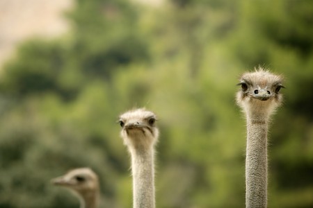 african three ostrich portrait, funny family, green outdoorsの写真素材