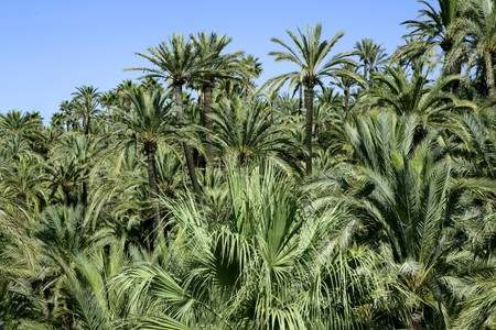 Palm tree forest in Elche, Spain. Mediterranean Phoenix Canariensis