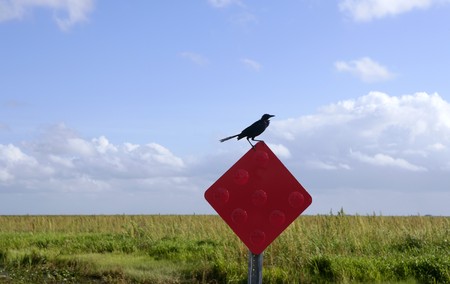 Crow black bird over a red signal in everglades, outdoor Floridaの写真素材