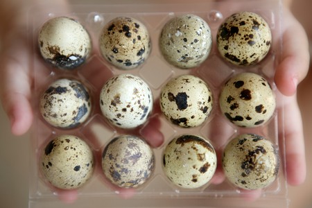 Quail eggs dozen on children hands, fragility metaphorの写真素材