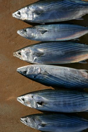 Bonito, skipjack tuna, Sarda Sarda in a row, fresh fish 