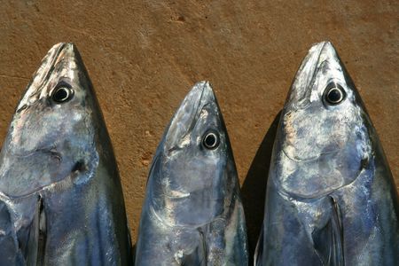 Bonito, skipjack tuna, Sarda Sarda in a row, fresh fish の写真素材