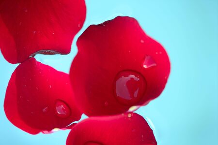 Wet close up macro rose petals with water dropsの写真素材