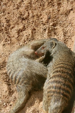 Two dwarf mongoose, couple playing over sandの写真素材