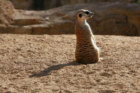 Madagascar Suricata on a golden orange clay landscapeの写真素材