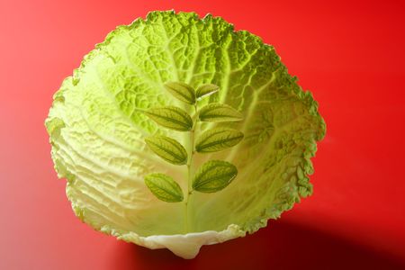 Abstract metaphor of green life outbreak growing inside a cabbage leafの写真素材