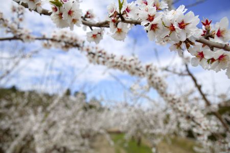 White almond tree flowers on early Mediterranean springの写真素材