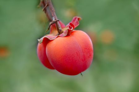 Persimmon fruit detail in vivid orange color on the tree branchの写真素材