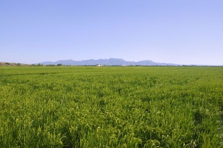 Rice cereal green fields in Spain on sunny dayの写真素材