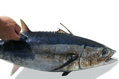 Mediterranean tuna albacore fish mark and release to conservationの写真素材