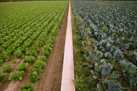 Cabbage fields in Spain, rows of vegetable foodの写真素材