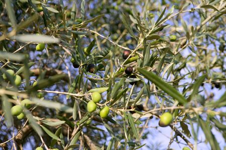 Olive field trees, branch details with olives growingの写真素材