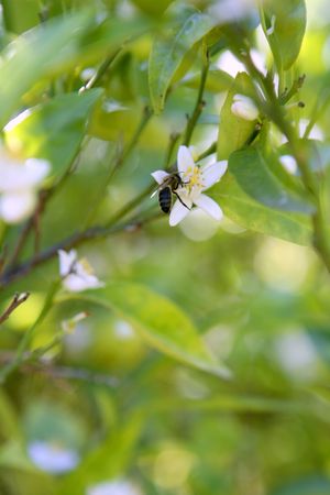 Orange tree flowers during spring pollinated by beeの写真素材