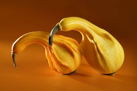 Couple of pumpkin together like making love metaphorの写真素材