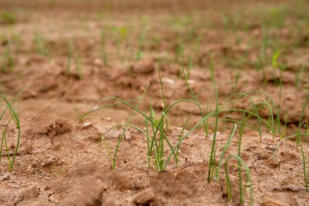 Onion, garlic sprouts in the red soil fieldの写真素材