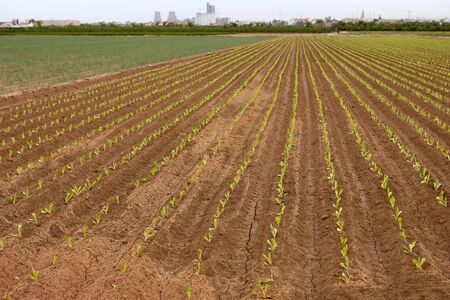 lettuce sprouts on a red claiy soil, vegetable outbreaksの写真素材