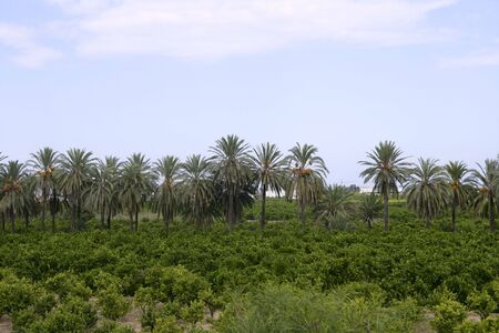 Palm trees in a row in an Mediterranean orange tree fieldの写真素材