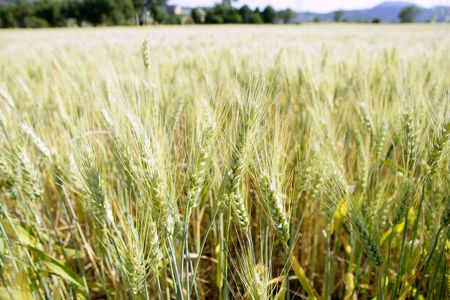 Green wheat field detail with grain spikesの写真素材