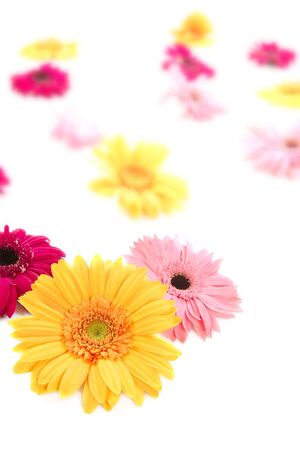Gerbera yellow flower with colorful blur flowers white backgroundの写真素材