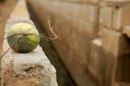 Watermelon over rrigation ditch canal for agricultureの写真素材