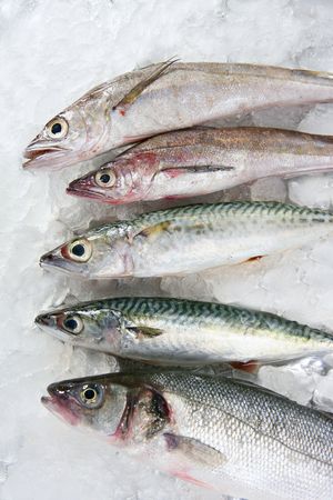 Seabass, mackerel, hake fish seafood over iceの写真素材