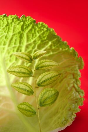 Abstract metaphor of green life outbreak growing inside a cabbage leafの写真素材