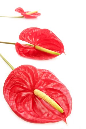 Anthurium exotic beautiful red and yellow flower still macroの写真素材