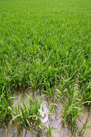 Green rice plants in irrigation water spring fieldsの写真素材