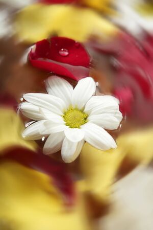 Rose petals and daisy flower on water spa aromatherapy bathの写真素材