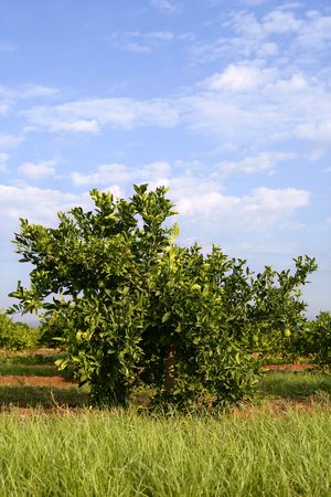 Orange tree on a Mediterranean field in Spainの写真素材