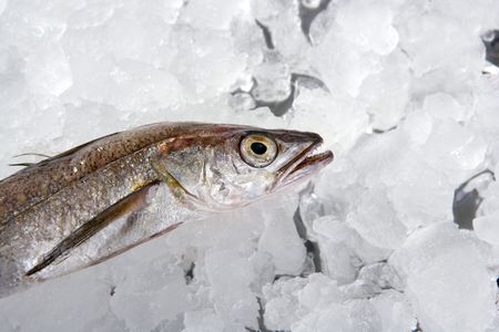 Hake fish on white ice macro detailの写真素材