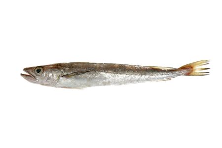 Hake fish isolated on white macro detailの写真素材