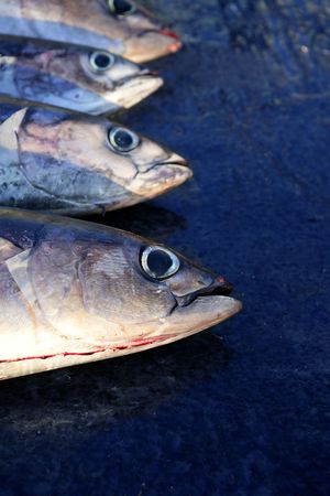 Albacore bloody tuna sport fisherman catch Medditerranean sea