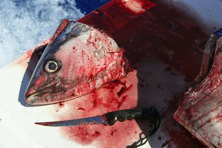 Bloody Mediterranean tuna fish preparation after catchの写真素材
