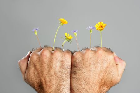 Concept and contrast of hairy man hand and spring flower fragilityの写真素材