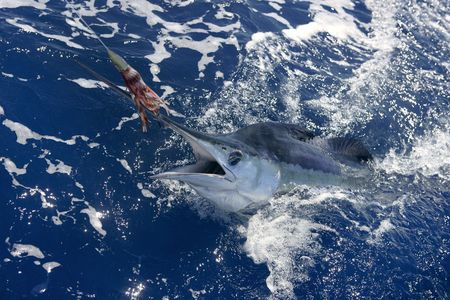 Beautiful white marlin real bill fish on atlantic water sport fishingの写真素材