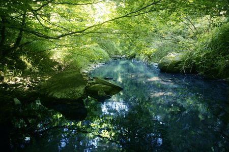 Beech forest trees with river flow under shadowsの写真素材