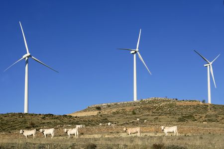 Cow cattle under electric windmills in blue sky background 