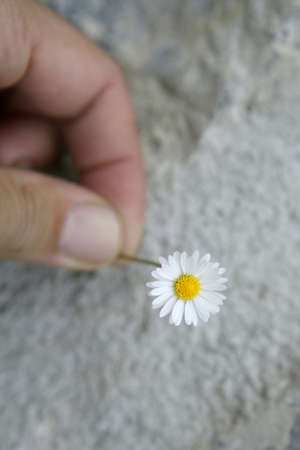 Daisy flower macro detail in man hand over gray stone backgroundの写真素材