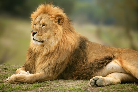 Beautiful Lion wild male animal portrait king of jungleの写真素材